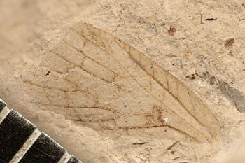 Media type: image;   Entomology PALE-10066